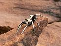 Hoggicosa_bicolor_D3944_Z_93_Alice Springs_Australie